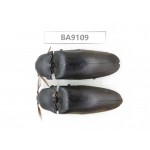 Elateridae sp. China, Guizhou, Tongren, Mt.Fanjingshan. 2Pcs. BA9109.