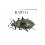 Carabidae sp. China, Guizhou, Tongren, Mt.Fanjingshan. 1Pcs. BA9112.
