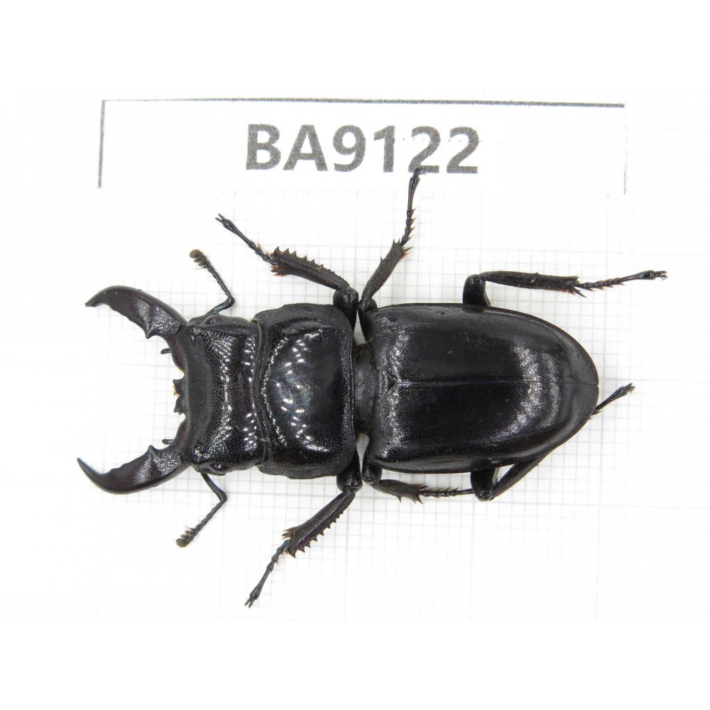 Dorcus sp. China, Yunnan, Zhaotong, Yiliang county. 1M. BA9122.