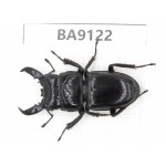 Dorcus sp. China, Yunnan, Zhaotong, Yiliang county. 1M. BA9122.