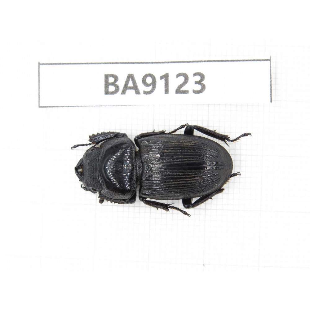 Dorcus sp. China, Yunnan, Zhaotong, Yiliang county. 1F. BA9123.