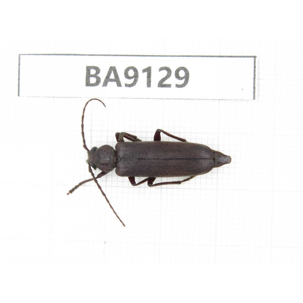 Cerambycidae sp. China, Yunnan, Zhaotong, Yiliang county. 1Pcs. BA9129.