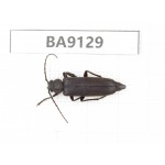 Cerambycidae sp. China, Yunnan, Zhaotong, Yiliang county. 1Pcs. BA9129.