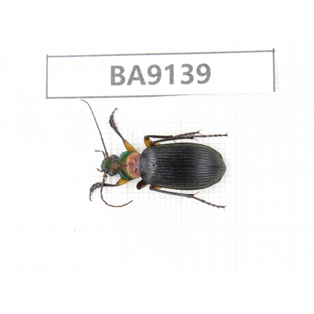 Carabidae sp. China, Yunnan, Zhaotong, Yiliang county. 1Pcs. BA9139.