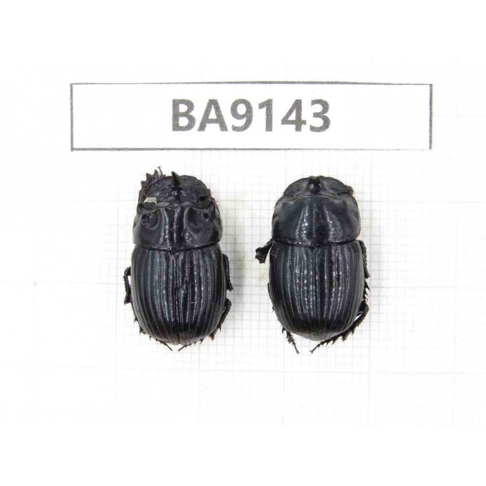 Geotrupidae sp. China, Yunnan, Zhaotong, Yiliang county. 1P. BA9143.