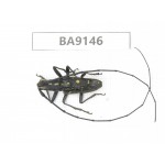 Cerambycidae sp. China, Guizhou, Bijie, Jinsha county. 1Pcs. BA9146.