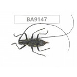 Cerambycidae sp. China, Guizhou, Bijie, Jinsha county. 1Pcs. BA9147.