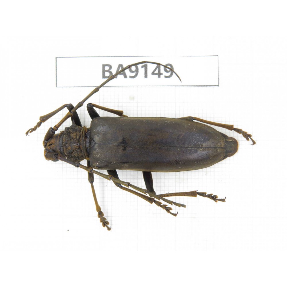 Cerambycidae sp. China, Guizhou, Bijie, Jinsha county. 1Pcs. BA9149.