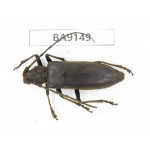 Cerambycidae sp. China, Guizhou, Bijie, Jinsha county. 1Pcs. BA9149.
