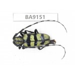 Cerambycidae sp. China, Guizhou, Bijie, Jinsha county. 1Pcs. BA9151.
