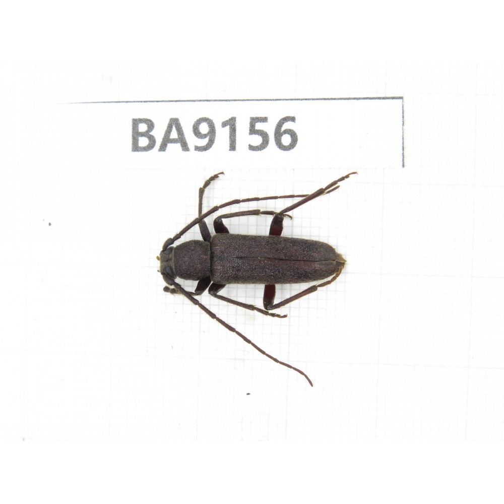 Cerambycidae sp. China, Guizhou, Bijie, Jinsha county. 1Pcs. BA9156.