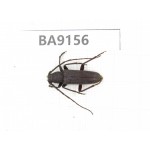 Cerambycidae sp. China, Guizhou, Bijie, Jinsha county. 1Pcs. BA9156.