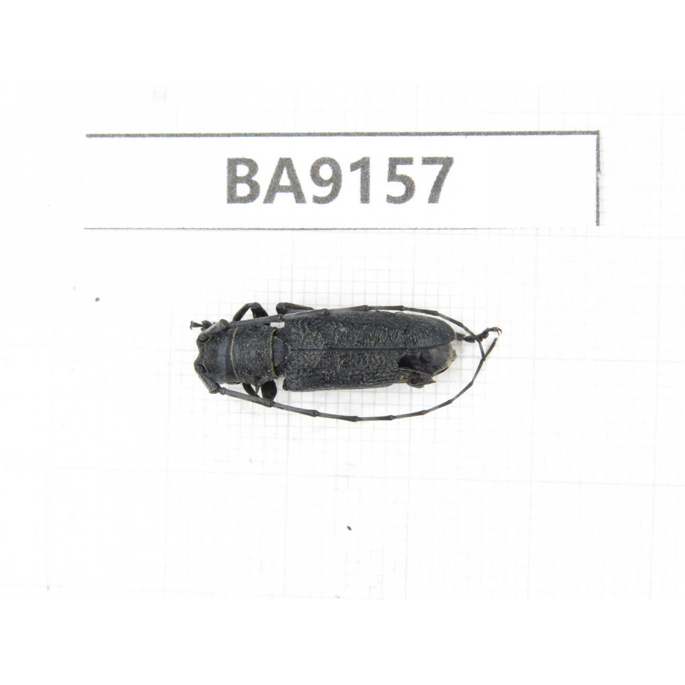Cerambycidae sp. China, Guizhou, Bijie, Jinsha county. 1Pcs. BA9157.