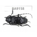 Cerambycidae sp. China, Guizhou, Bijie, Jinsha county. 1Pcs. BA9158.