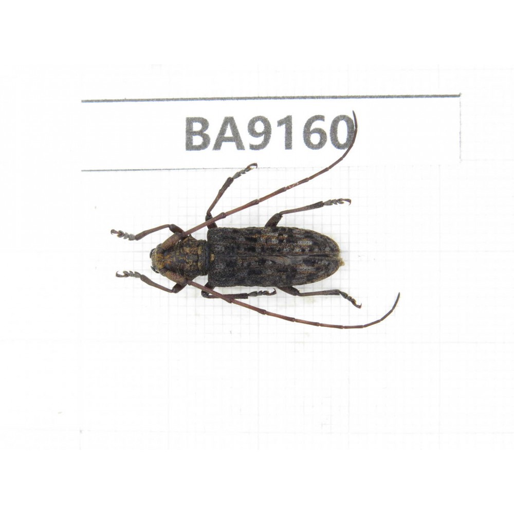 Cerambycidae sp. China, Guizhou, Bijie, Jinsha county. 1Pcs. BA9160.