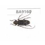 Cerambycidae sp. China, Guizhou, Bijie, Jinsha county. 1Pcs. BA9160.