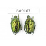 Cetoniidae sp. China, Guizhou, Bijie, Jinsha county. 2Pcs. BA9167.