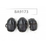 Geotrupidae sp. China, Guizhou, Bijie, Jinsha county. 3Pcs. BA9173.