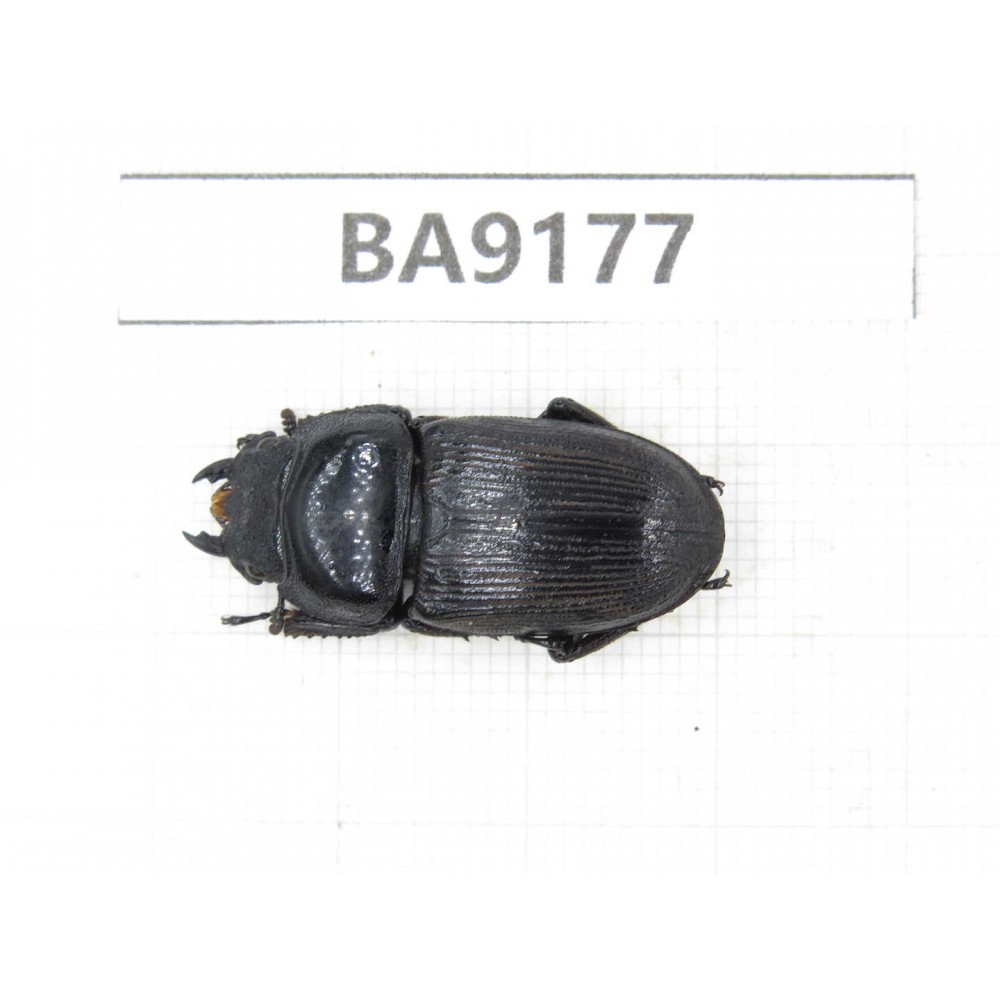 Dorcus sp. China, Guizhou, Bijie, Jinsha county. 1F. BA9177.