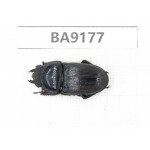 Dorcus sp. China, Guizhou, Bijie, Jinsha county. 1F. BA9177.