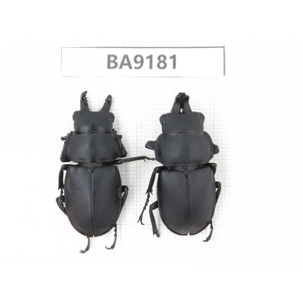 Neolucanus sp. China, Guizhou, Bijie, Jinsha county. 2M. BA9181.