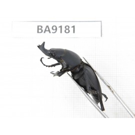 Neolucanus sp. China, Guizhou, Bijie, Jinsha county. 2M. BA9181.
