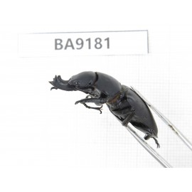 Neolucanus sp. China, Guizhou, Bijie, Jinsha county. 2M. BA9181.