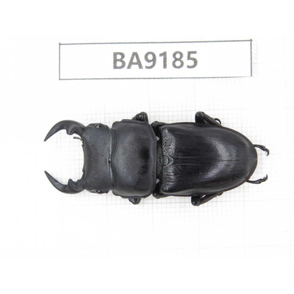 Dorcus sp. China, Guizhou, Bijie, Jinsha county. 1M. BA9185.