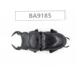Dorcus sp. China, Guizhou, Bijie, Jinsha county. 1M. BA9185.