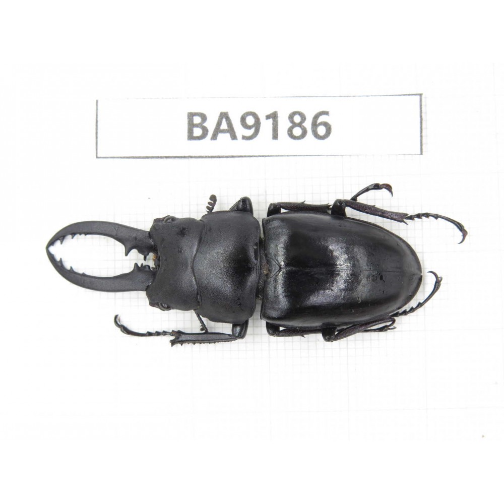 Prosopocoilus sp. China, Guizhou, Bijie, Jinsha county. 1M. BA9186.