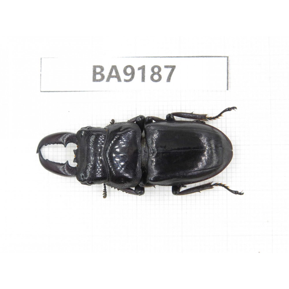 Dorcus sp. China, Guizhou, Bijie, Jinsha county. 1M. BA9187.