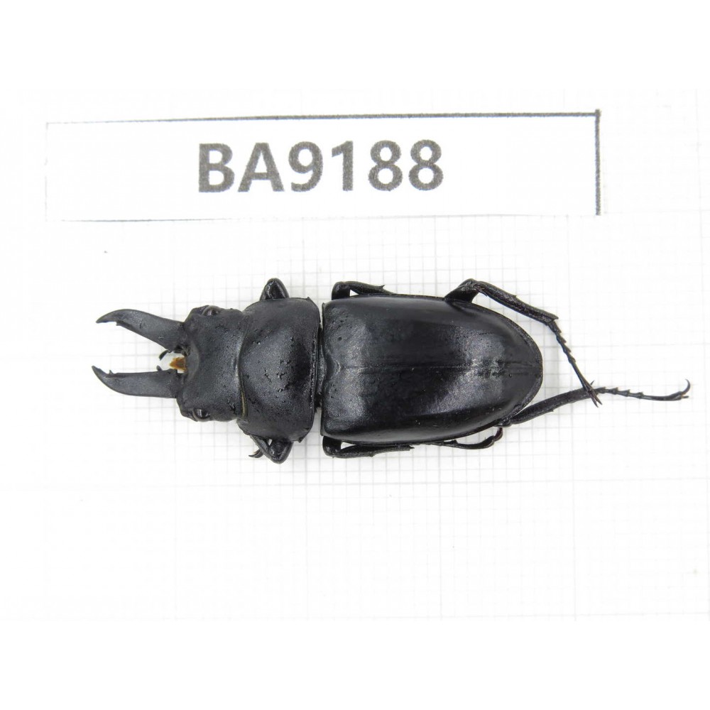 Prosopocoilus sp. China, Guizhou, Bijie, Jinsha county. 1M. BA9188.