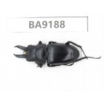 Prosopocoilus sp. China, Guizhou, Bijie, Jinsha county. 1M. BA9188.