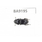 Dorcus sp. China, Guizhou, Qiandongnan, Congjiang county. 1F. BA9195.