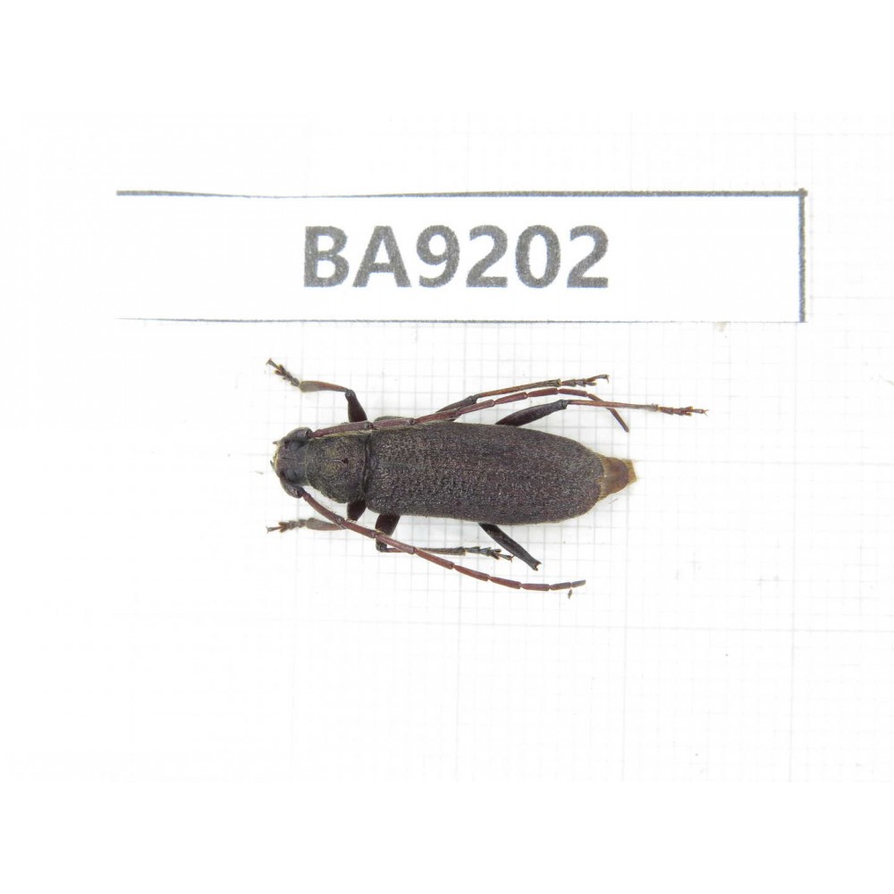 Cerambycidae sp. China, Guangxi, Guilin, Longsheng county. 1Pcs. BA9202.