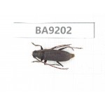 Cerambycidae sp. China, Guangxi, Guilin, Longsheng county. 1Pcs. BA9202.