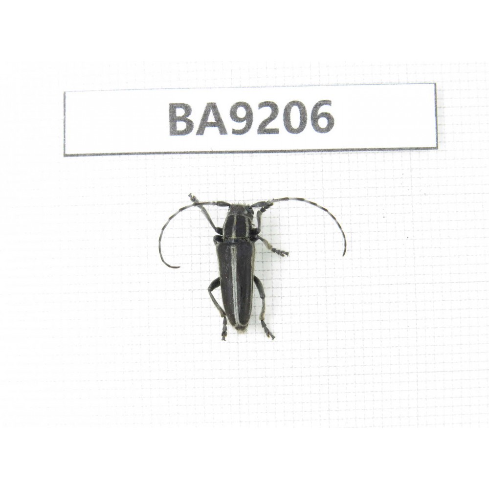 Cerambycidae sp. China, Heilongjiang, Mudanjiang. 1Pcs. BA9206.