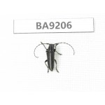 Cerambycidae sp. China, Heilongjiang, Mudanjiang. 1Pcs. BA9206.