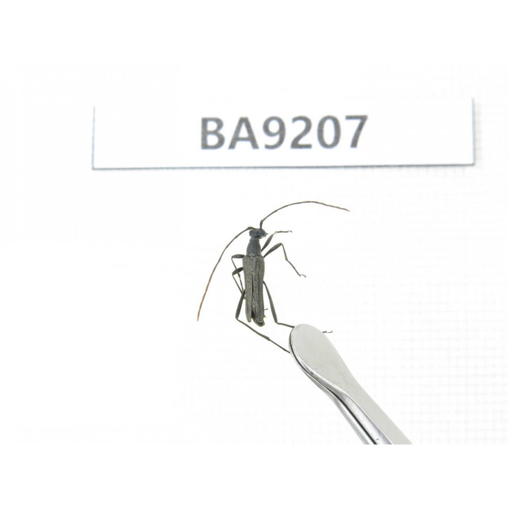 Cerambycidae sp. China, Heilongjiang, Mudanjiang. 1Pcs. BA9207.