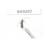 Cerambycidae sp. China, Heilongjiang, Mudanjiang. 1Pcs. BA9207.
