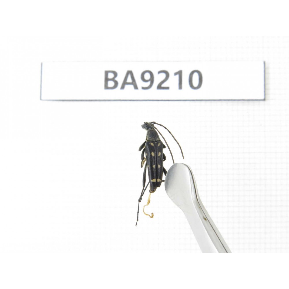 Cerambycidae sp. China, Heilongjiang, Mudanjiang. 1Pcs. BA9210.