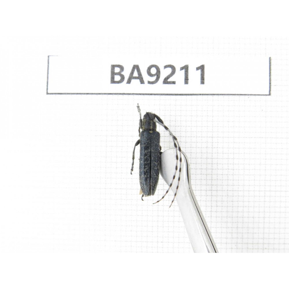 Cerambycidae sp. China, Heilongjiang, Mudanjiang. 1Pcs. BA9211.