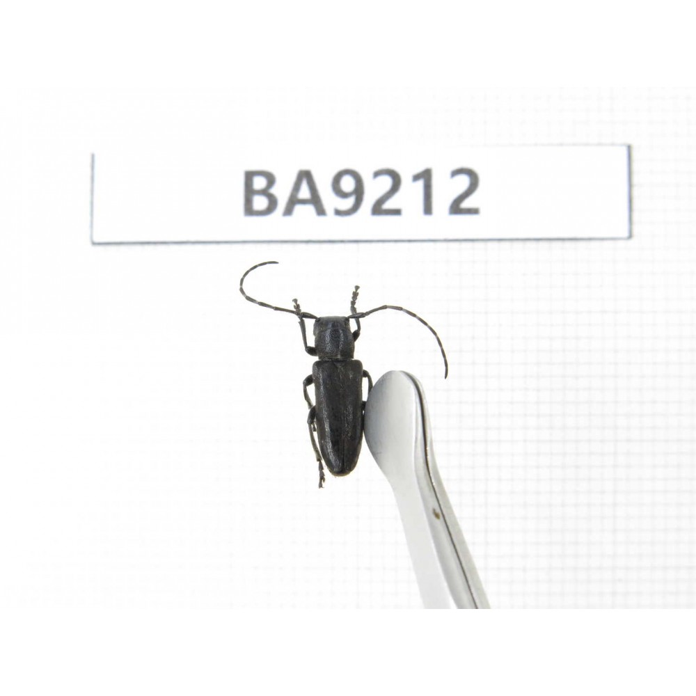 Cerambycidae sp. China, Heilongjiang, Mudanjiang. 1Pcs. BA9212.