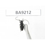 Cerambycidae sp. China, Heilongjiang, Mudanjiang. 1Pcs. BA9212.