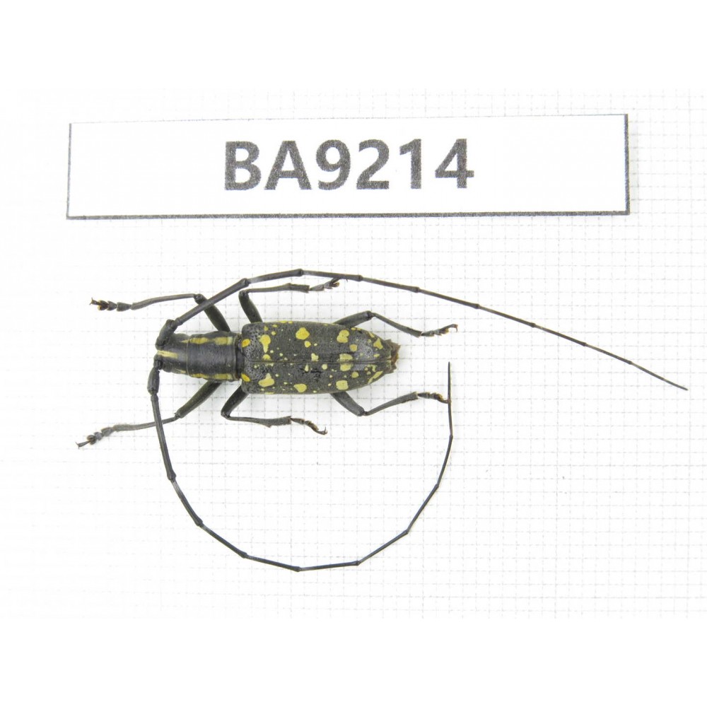 Cerambycidae sp. China, Heilongjiang, Mudanjiang. 1Pcs. BA9214.