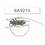 Cerambycidae sp. China, Heilongjiang, Mudanjiang. 1Pcs. BA9214.