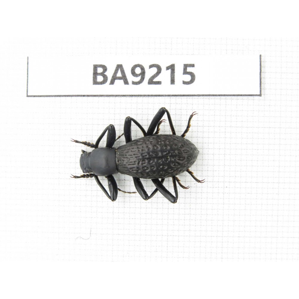 Carabidae sp. China, Yunnan, Xiangerila, Wei county. 1Pcs. BA9215.