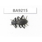 Carabidae sp. China, Yunnan, Xiangerila, Wei county. 1Pcs. BA9215.