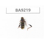 Cerambycidae sp. China, Yunnan, Xiangerila, Wei county. 1Pcs. BA9219.