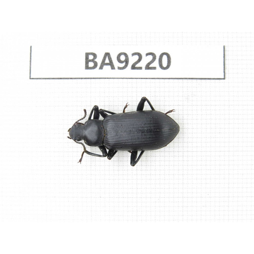 Carabidae sp. China, Yunnan, Xiangerila, Wei county. 1Pcs. BA9220.